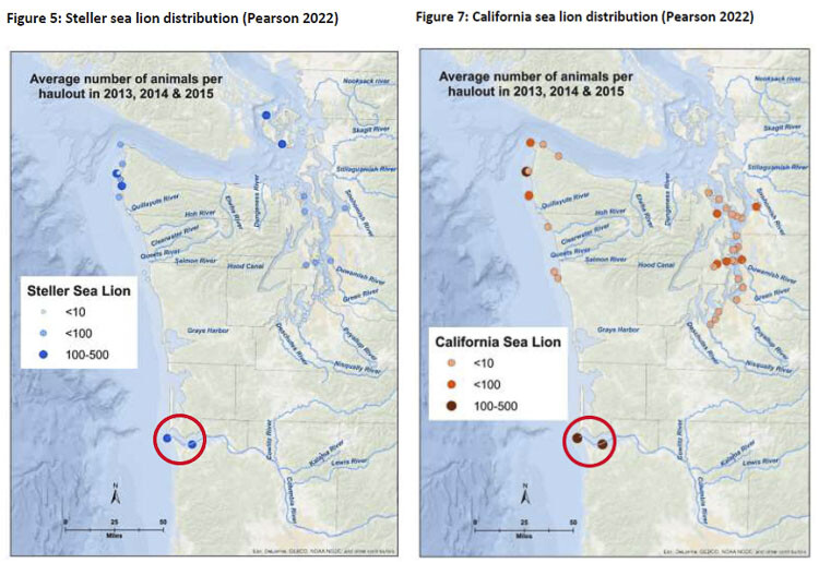 Some of the largest concentrations of sea lions are at the mouth of the Columbia, intercepting salmon as they travel to the ocean, or back to the Columbia and Snake rivers to spawn.