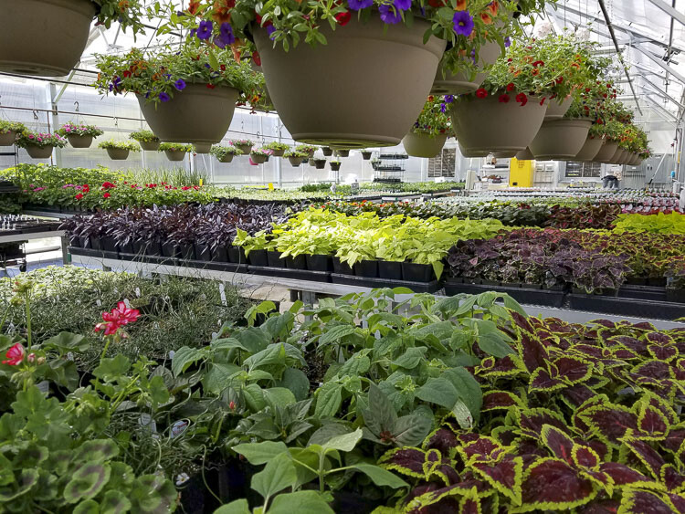 Woodland High School's 33rd Annual Plant Sale is Friday and Saturday, May 5-6. Photo courtesy Woodland School District