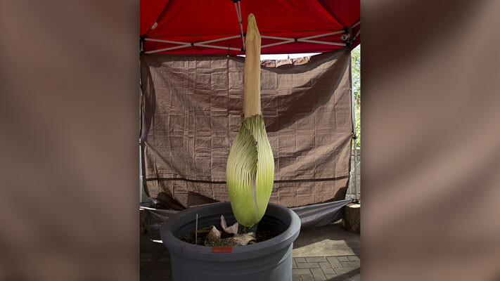 The rare corpse flower named Titan VanCoug at Washington State University Vancouver is blooming, emitting an odor of rotting flesh for only 24-48 hours, attracting pollinators and offering a unique opportunity to see the plant in three different life stages simultaneously. If you want to take a look and a whiff, visitation hours are 8 a.m.–7 p.m. Friday (June 30).