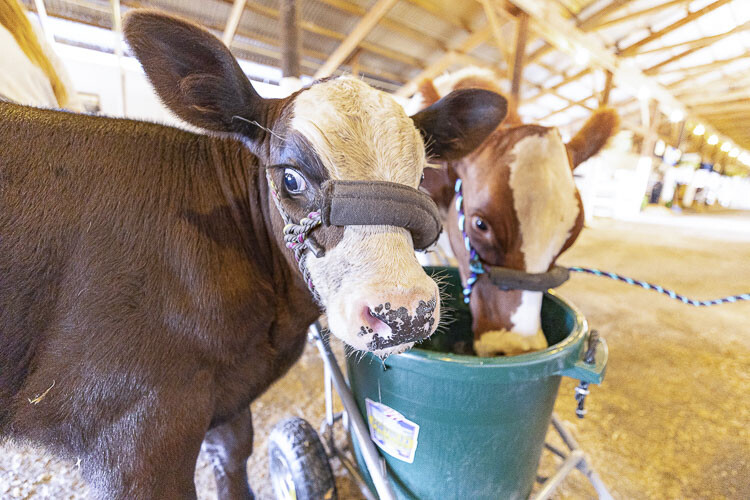 The livestock will be ready to greet fairgoers at the Clark County Fair. Photo by Mike Schultz