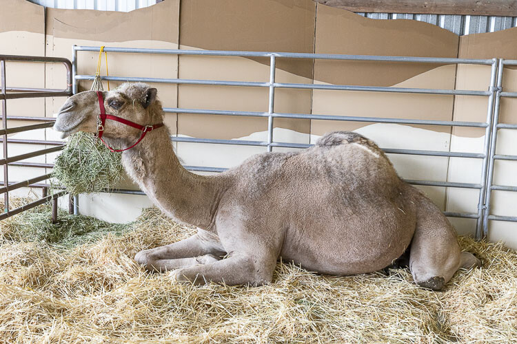 Curly the Camel enjoys relaxing at the Clark County Fair. But he will stand up to say hello to his fans, too, and they are in awe at the 8-foot, 6-inch beauty. Photo by Mike Schultz