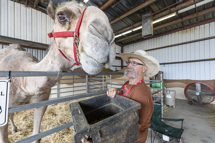 Curly the Camel gets some food from owner Jeff Siebert at the Clark County Fair on Friday. Curly the Camel and Friends will be there for the 10-day run of the fair, wowing spectators. Curly is 8-feet, 6-inches tall. Photo by Mike Schultz