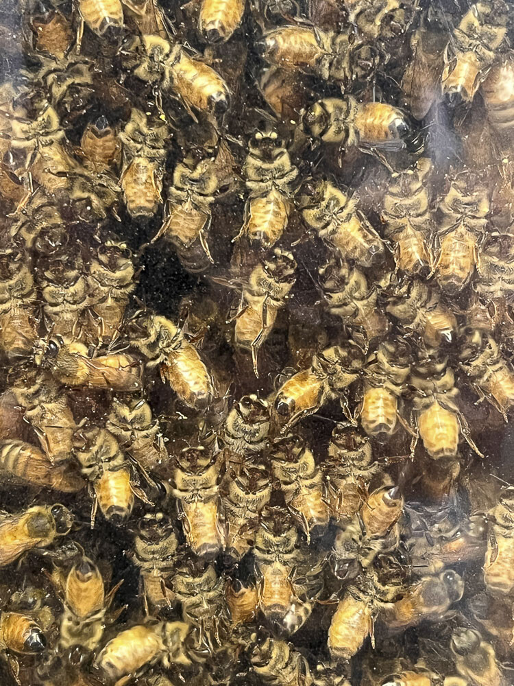 There could be as many as 20,000 or even 30,000 bees in the hive that is on display at the Clark County Fair. Photo by Mike Schultz