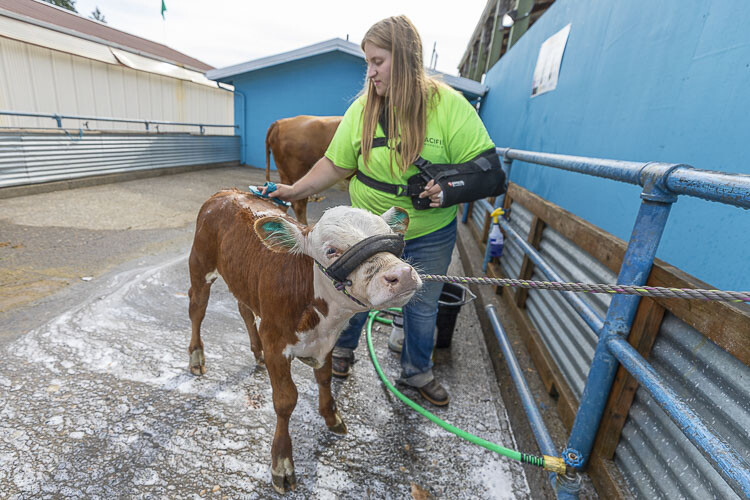 Pendleton, from the Grays Family in Oak Harbor, gets a shower at the Clark County Fair. Livestock are on display for all 10 days of the fair. Photo by Mike Schultz