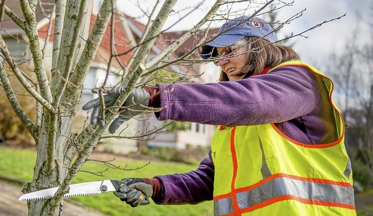 Susan Sanders is shown here pruning, Photo courtesy city of Vancouver
