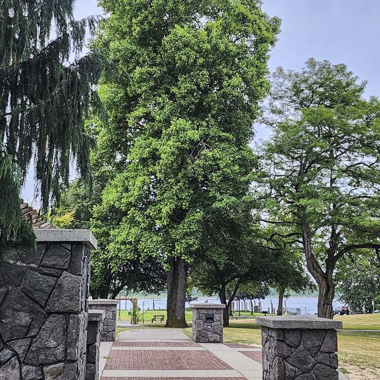 A tulip tree at Parker’s Landing Historical Park has been nominated for Clark County heritage status with anticipation of a decision in November. Photo courtesy Parkersville National Historical Site Advisory Committee