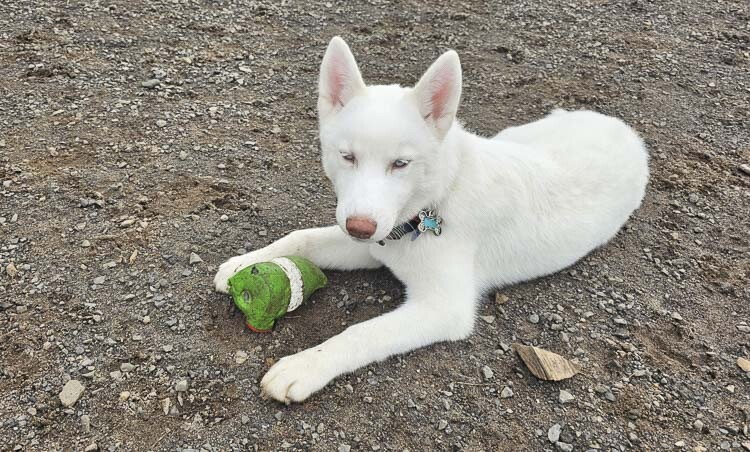 Inua, a 4-month-old Siberian Husky, enjoys time at Ike Park, an off-leash dog park in Vancouver. Photo by Paul Valencia