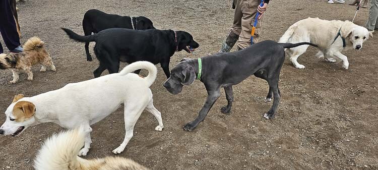 Dogs and their humans visit off-leash dog parks in the region every day. Photo by Paul Valencia