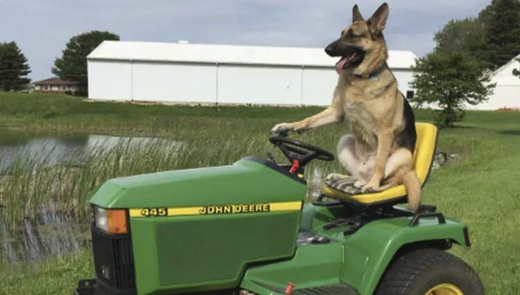 DOGPAW has set up a GoFundMe to raise money for a riding lawn mower that will be used to help maintain one of the off-leash dog parks that DOGPAW manages. Photo courtesy GoFundMe.
