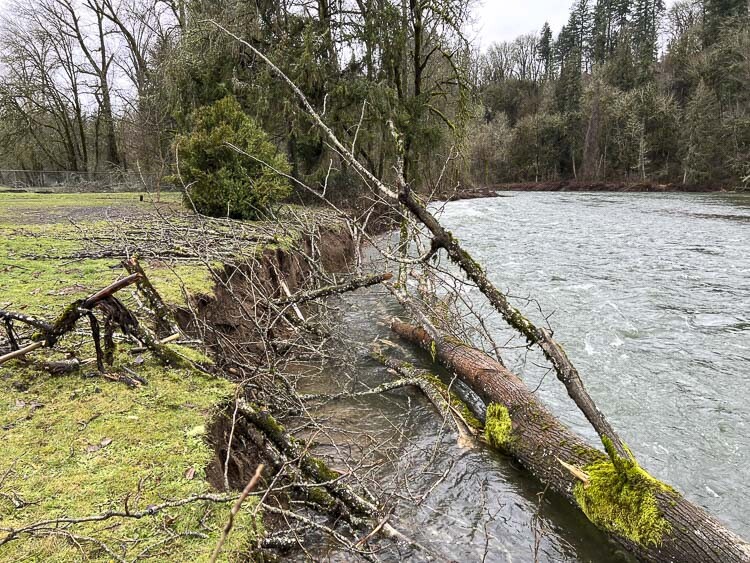 Fallen cottonwood and eroding river bank along the East Fork Lewis River at Daybreak Regional Park in January 2024. Photo courtesy Clark Co. WA Communications