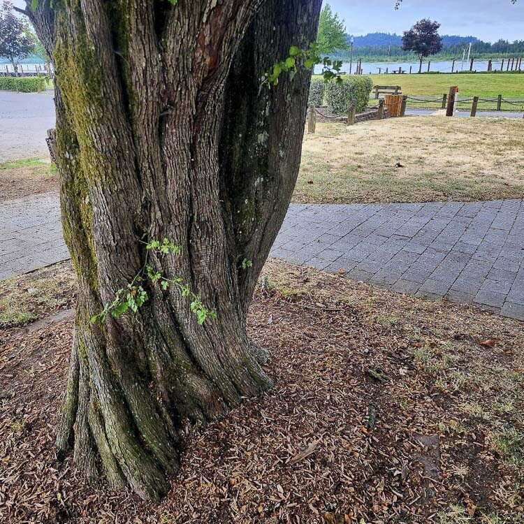 The twisted trunk of the tulip tree is shown here. Photo courtesy Parker’s Landing Historical Park