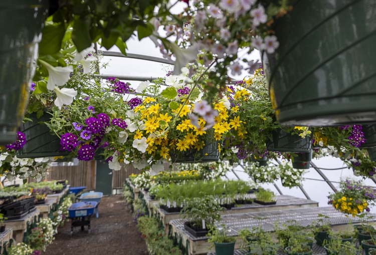 Hanging baskets are flowering in the greenhouses at Battle Ground High School. Photo courtesy Battle Ground School District