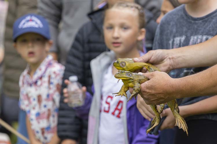 All eyes are on the frogs at the Frog Jumping contest at Planters Days in Woodland. Photo by Mike Schultz