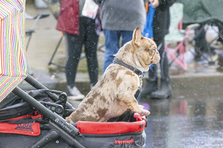 People were not the only ones interested in the parade at Planters Days on Saturday. Photo by Mike Schultz