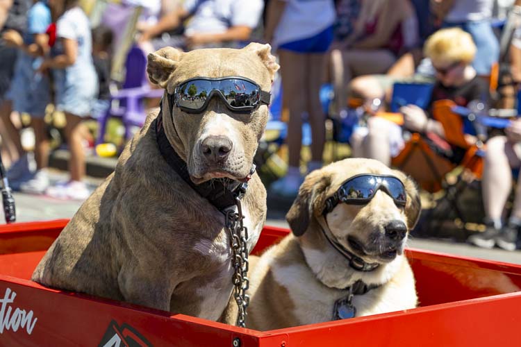 The future's so bright, these dogs gotta wear shades at the Fourth of July parade in Ridgefield. Photo by Mike Schultz