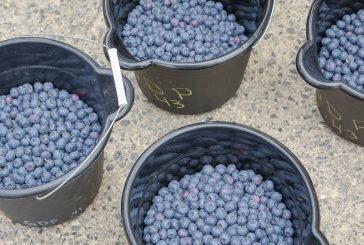 Hockinson Blueberry Festival coming July 13 as farms throughout the county celebrate blueberry season