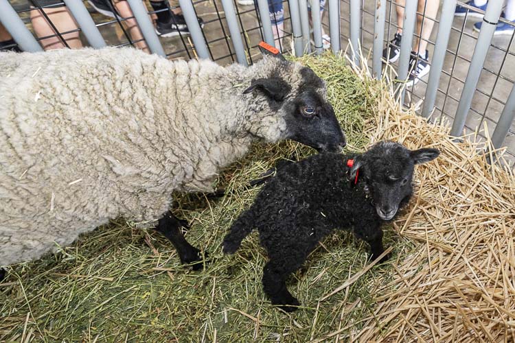 Lady Baa Baa was just 5 days old when the Clark County Fair started. Photo by Mike Schultz