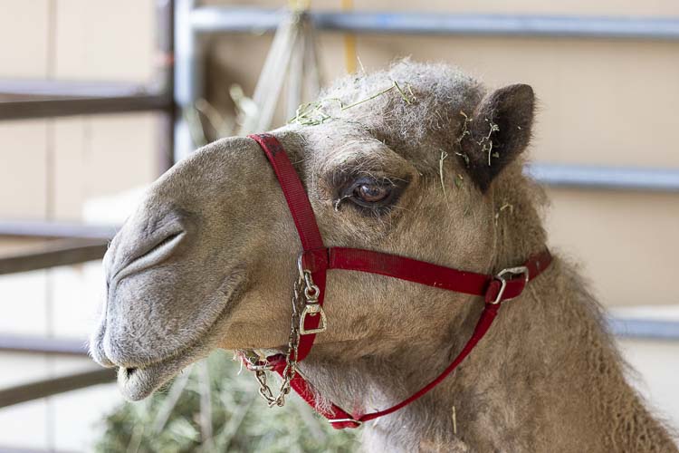 Curly the Camel is back at the Clark County Fair this year, making an impact just by being Curly the Camel. Photo by Mike Schultz