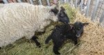 Winners from the Clark County Fair: See the top competitors in animals, crafts, and more.