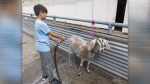 Marco Alonzo washes Foxy the goat at this year’s Clark County Fair. Photo by Mike Schultz