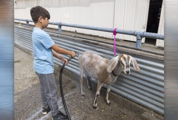 Winners from the Clark County Fair, Part 2