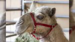 Curly the Camel returns to the Clark County Fair for Kids' Day with racing and music.