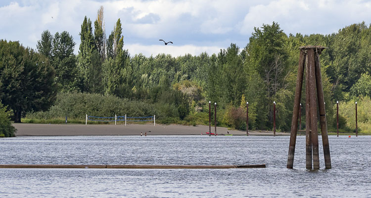 Second algae treatment scheduled for Vancouver Lake swim beach on Aug. 2 to address harmful algal blooms.