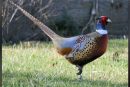 Vancouver Wildlife League and WDFW host youth pheasant hunt Sept. 14-15