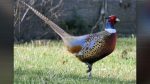 Vancouver Wildlife League and WDFW host youth pheasant hunt Sept. 14-15 at Shillapoo Wildlife Area.