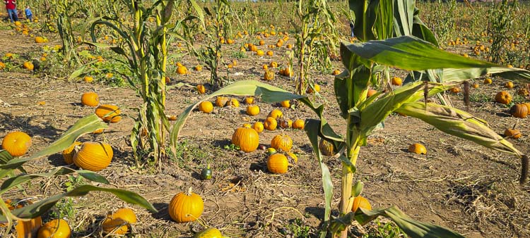 The Bi-Zi Farms Pumpkin Patch and Harvest Fest opens Saturday, Sept. 21. Photo by Paul Valencia