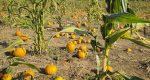 Pumpkin patches and fall festivities kick off across Clark County, including Bi-Zi Farms, Vancouver Pumpkin Patch, and more.