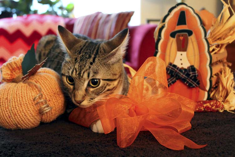 Learn how to keep your feline friends safe and stress-free this Thanksgiving with essential tips and food precautions.