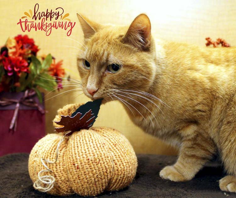 Learn how to keep your feline friends safe and stress-free this Thanksgiving with essential tips and food precautions.