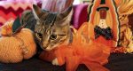 Learn how to keep your feline friends safe and stress-free this Thanksgiving with essential tips and food precautions.