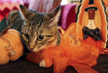 A Feline Friendly Thanksgiving