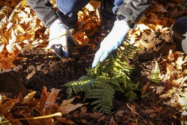 Volunteers needed for Nov. 11 planting event at Bosco Farm Neighborhood Park