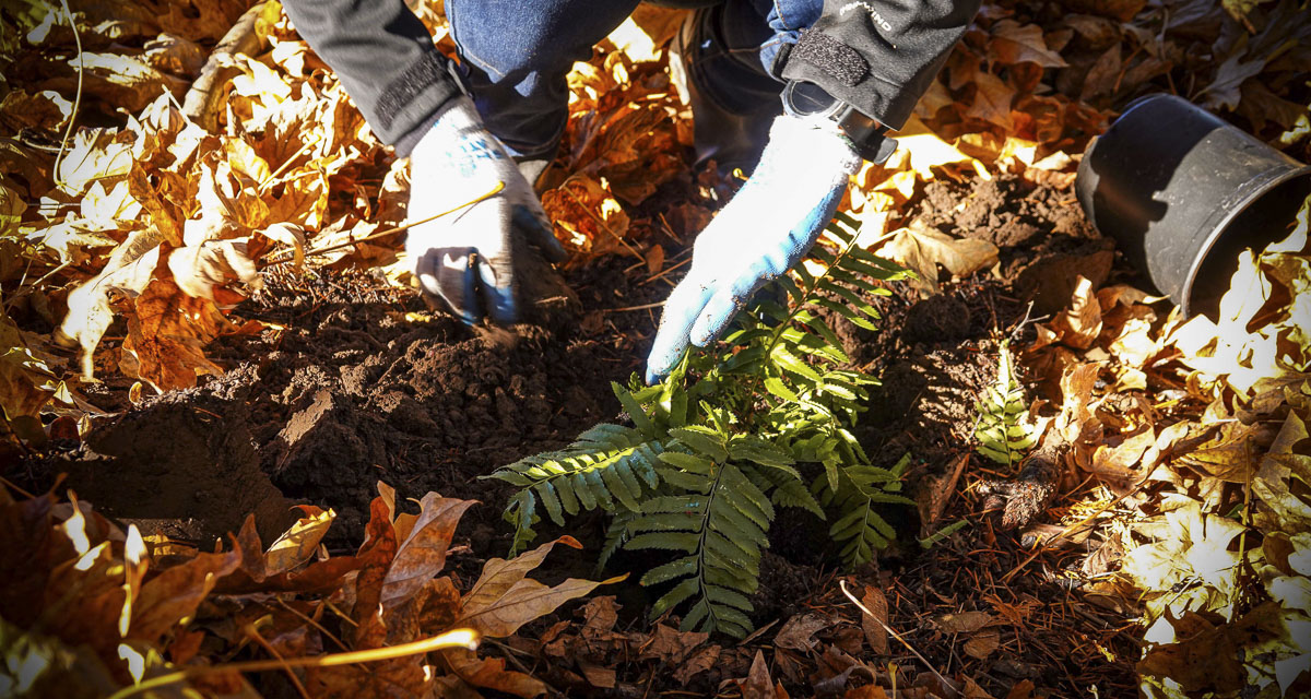 Clark County needs volunteers for a native plant restoration at Bosco Farm Neighborhood Park, Nov. 11.