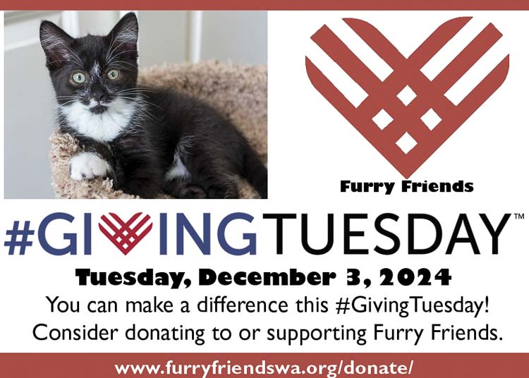 Furry Friends aims to raise $250,000 on #GivingTuesday to fund a medical building for enhanced cat care.