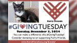 Furry Friends aims to raise $250,000 on #GivingTuesday to fund a medical building for enhanced cat care.