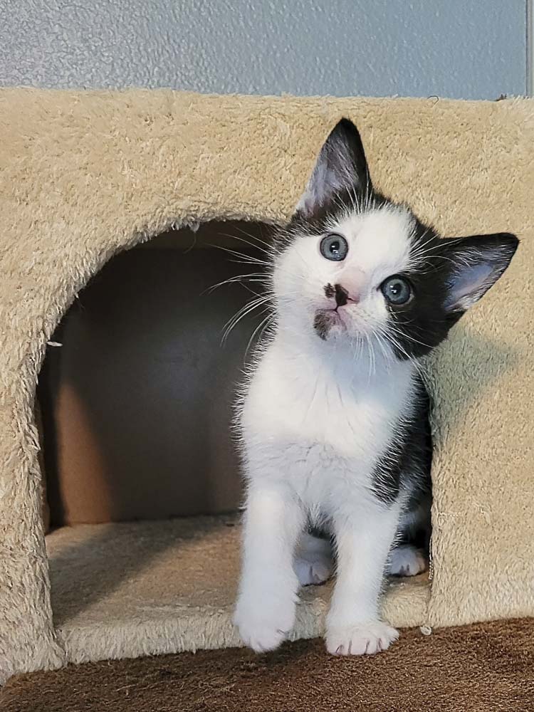 Photo courtesy Furry Friends