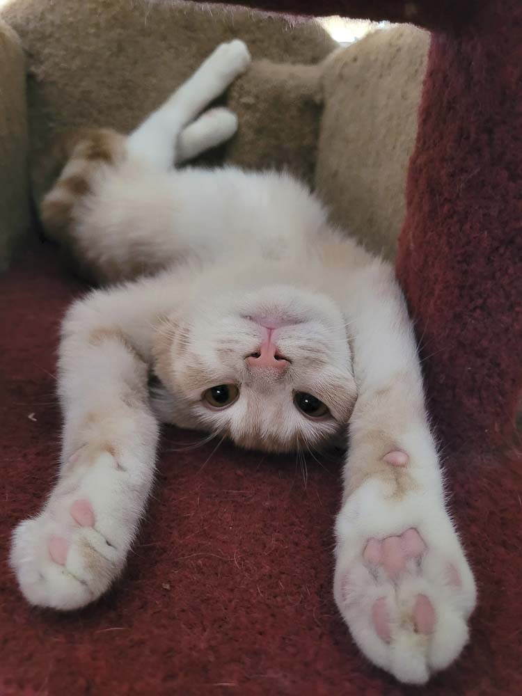 Photo courtesy Furry Friends