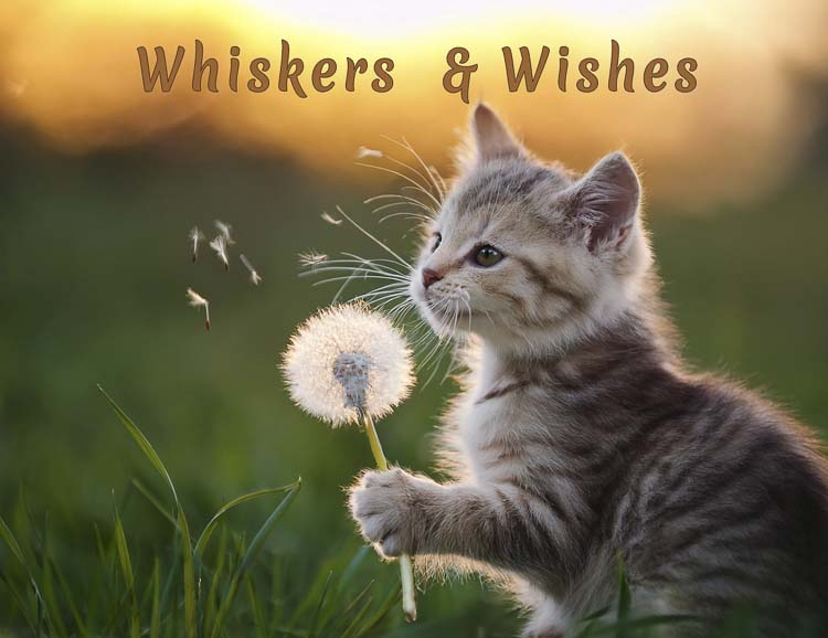 Photo courtesy Furry Friends