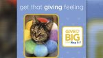 Furry Friends is raising $25,000 during GiveBig on May 6–7 to help cover the high cost of medical care for cats in need.