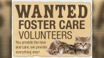Furry Friends is seeking foster homes in Clark County to help care for kittens and mother cats during the busy spring and summer months known as “kitten season.”