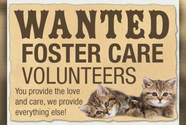 Do you love kittens?