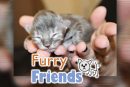 Kitten finders, kitten keepers?