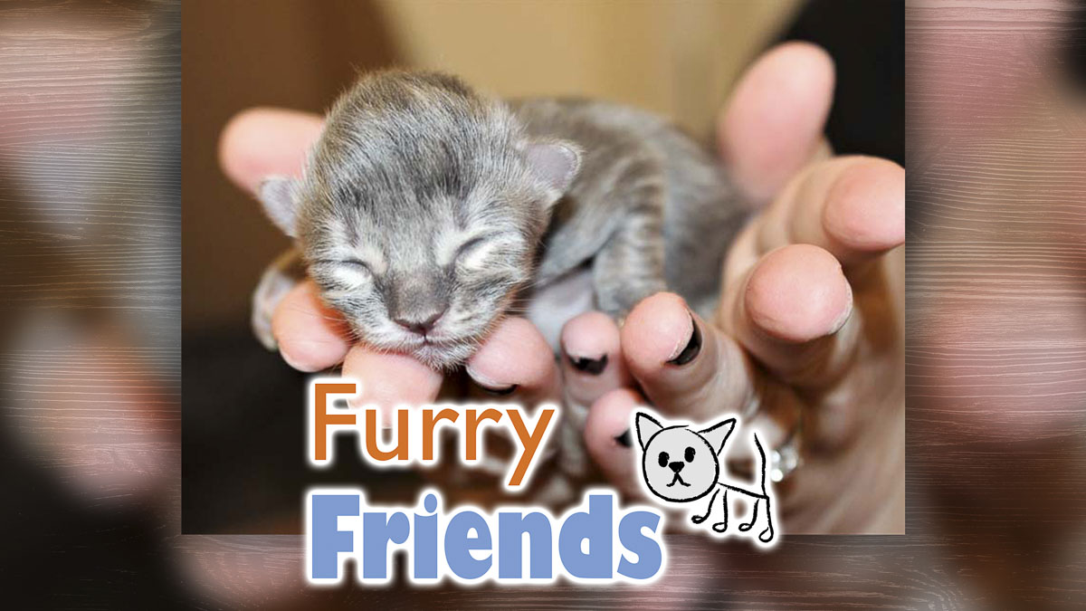 Nomi Berger shares practical steps for what to do if you find a litter of kittens this spring, including how to assess their needs and connect with Furry Friends in Vancouver.